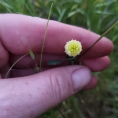 Trifolium campestre at Bungendore, NSW - 2 Dec 2022