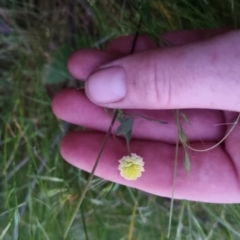 Trifolium campestre at Bungendore, NSW - 2 Dec 2022 08:07 PM