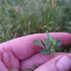 Trifolium campestre at Bungendore, NSW - 2 Dec 2022