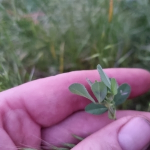 Trifolium campestre at Bungendore, NSW - 2 Dec 2022 08:07 PM