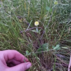 Trifolium campestre at Bungendore, NSW - 2 Dec 2022 08:07 PM