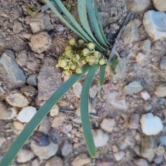 Lomandra filiformis subsp. coriacea (Wattle Matrush) at Bungendore, NSW - 30 Nov 2022 by clarehoneydove