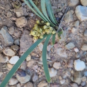 Lomandra filiformis subsp. coriacea at Bungendore, NSW - 30 Nov 2022 07:14 PM