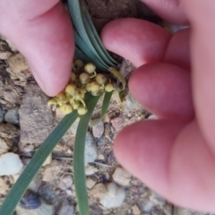 Lomandra filiformis subsp. coriacea at Bungendore, NSW - 30 Nov 2022 07:14 PM