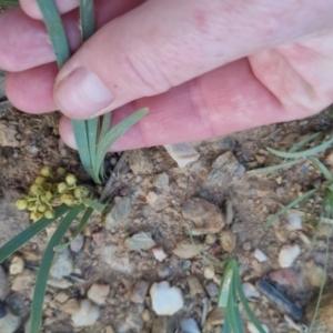 Lomandra filiformis subsp. coriacea at Bungendore, NSW - 30 Nov 2022 07:14 PM