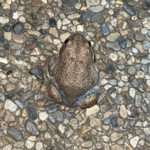 Unidentified Reptile and Frog (TBC) at suppressed by Jessicagracewillis