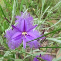 Thysanotus tuberosus (Common Fringe-lily) at Hall, ACT - 2 Dec 2022 by Christine