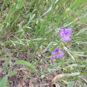 Thysanotus tuberosus at Hall, ACT - 2 Dec 2022