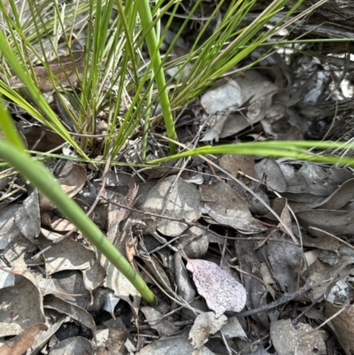 Microtis unifolia (Common Onion Orchid) at Aranda Bushland - 3 Dec 2022 by lbradley