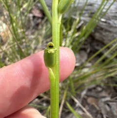 Microtis unifolia at Cook, ACT - suppressed