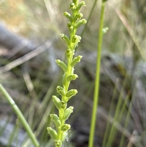 Microtis unifolia at Cook, ACT - suppressed