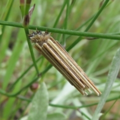 Clania lewinii & similar Casemoths (Parallel stick Case Moths) at Hall, ACT - 2 Dec 2022 by Christine