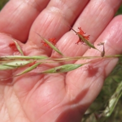 Rytidosperma pallidum (Red-anther Wallaby Grass) at Hall, ACT - 2 Dec 2022 by Christine