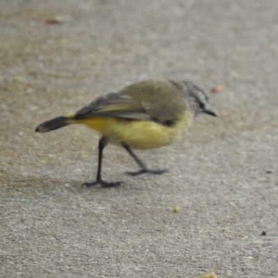 Acanthiza chrysorrhoa (Yellow-rumped Thornbill) at Queanbeyan, NSW - 1 Dec 2022 by GlossyGal