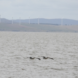 Pelecanus conspicillatus at Lake George, NSW - 1 Dec 2022