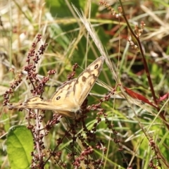 Heteronympha merope (Common Brown Butterfly) at Stromlo, ACT - 3 Dec 2022 by JimL