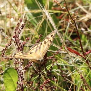 Heteronympha merope at Stromlo, ACT - 3 Dec 2022