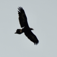 Aquila audax (Wedge-tailed Eagle) at QPRC LGA - 1 Dec 2022 by GlossyGal