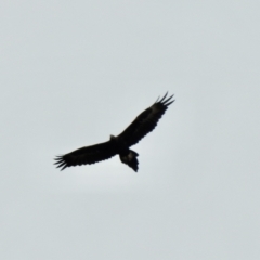 Aquila audax at Lake George, NSW - 1 Dec 2022