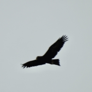 Aquila audax at Lake George, NSW - 1 Dec 2022 12:18 PM