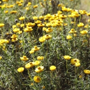 Xerochrysum viscosum at Stromlo, ACT - 3 Dec 2022