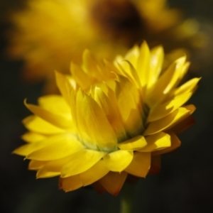 Xerochrysum viscosum at Stromlo, ACT - 3 Dec 2022 08:31 AM