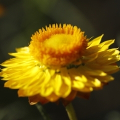 Xerochrysum viscosum at Stromlo, ACT - 3 Dec 2022