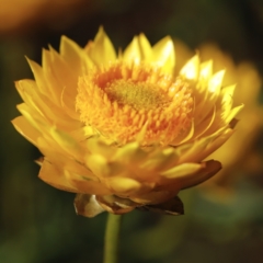 Xerochrysum viscosum at Stromlo, ACT - 3 Dec 2022