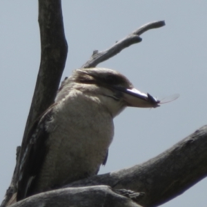 Dacelo novaeguineae at Hall, ACT - 2 Dec 2022 01:26 PM