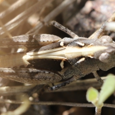 Perala viridis (Spring buzzer) at Stromlo, ACT - 3 Dec 2022 by JimL