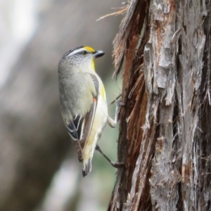 Pardalotus striatus at Hall, ACT - 2 Dec 2022 12:39 PM