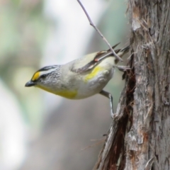 Pardalotus striatus at Hall, ACT - 2 Dec 2022