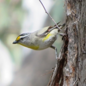 Pardalotus striatus at Hall, ACT - 2 Dec 2022 12:39 PM