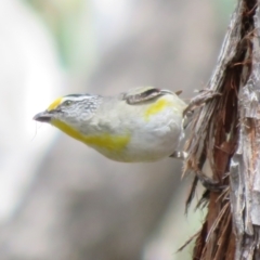 Pardalotus striatus at Hall, ACT - 2 Dec 2022 12:39 PM