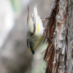 Pardalotus striatus at Hall, ACT - 2 Dec 2022