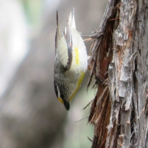 Pardalotus striatus at Hall, ACT - 2 Dec 2022 12:39 PM