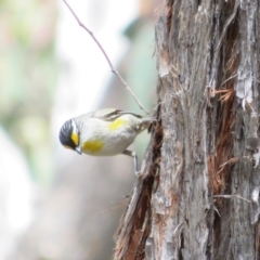 Pardalotus striatus at Hall, ACT - 2 Dec 2022 12:39 PM