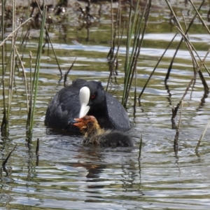 Fulica atra at Nimmitabel, NSW - 2 Dec 2022