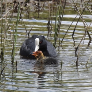 Fulica atra (TBC) at suppressed by GlossyGal