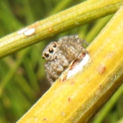 Unidentified Jumping & peacock spider (Salticidae) (TBC) at Hall, ACT - 2 Dec 2022 by Christine