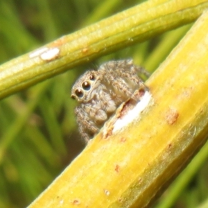 Unidentified Jumping & peacock spider (Salticidae) (TBC) at suppressed by Christine