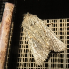 Noctuidae (family) (A cutworm or owlet moth) at Flynn, ACT - 2 Dec 2022 by Christine