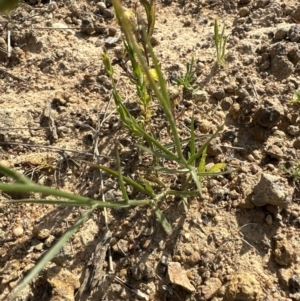 Wahlenbergia capillaris at Yarralumla, ACT - 3 Dec 2022