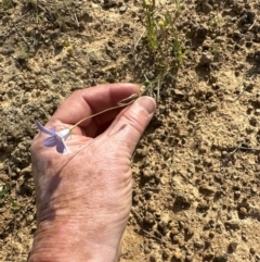 Wahlenbergia capillaris at Yarralumla, ACT - 3 Dec 2022