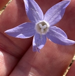 Wahlenbergia capillaris at Yarralumla, ACT - 3 Dec 2022 05:11 PM