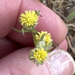 Triptilodiscus pygmaeus (Annual Daisy) at Molonglo Valley, ACT - 3 Dec 2022 by lbradley