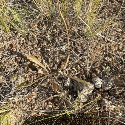 Goodenia pinnatifida (Scrambled Eggs) at Yarralumla, ACT - 3 Dec 2022 by lbradley