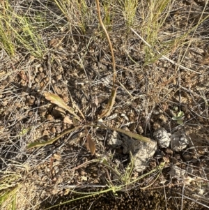 Goodenia pinnatifida at Molonglo Valley, ACT - 3 Dec 2022