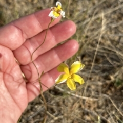 Goodenia pinnatifida at Yarralumla, ACT - 3 Dec 2022