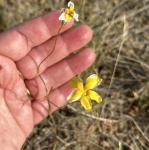 Goodenia pinnatifida at Yarralumla, ACT - 3 Dec 2022 05:27 PM